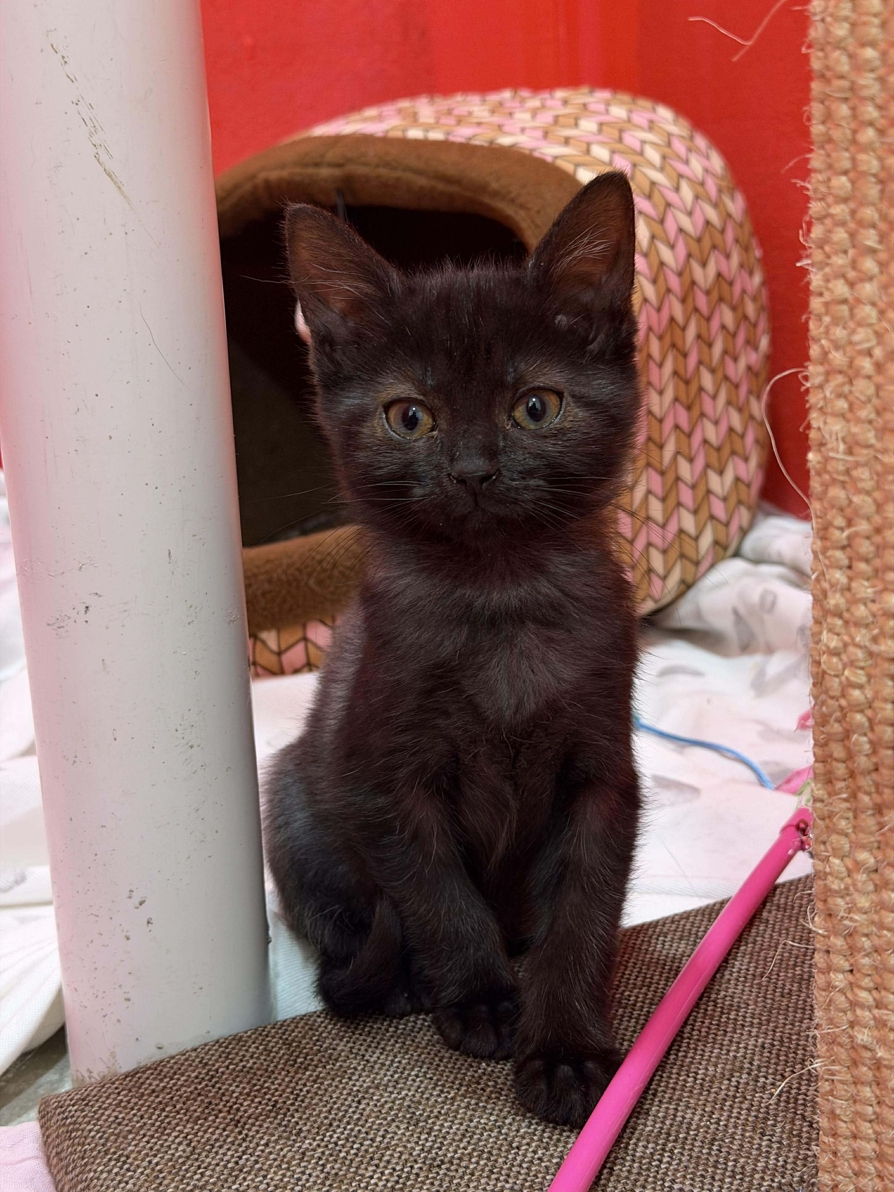 Enlarge Mallory, a Adoptable mixed breed in Chicago, IL image 6/6