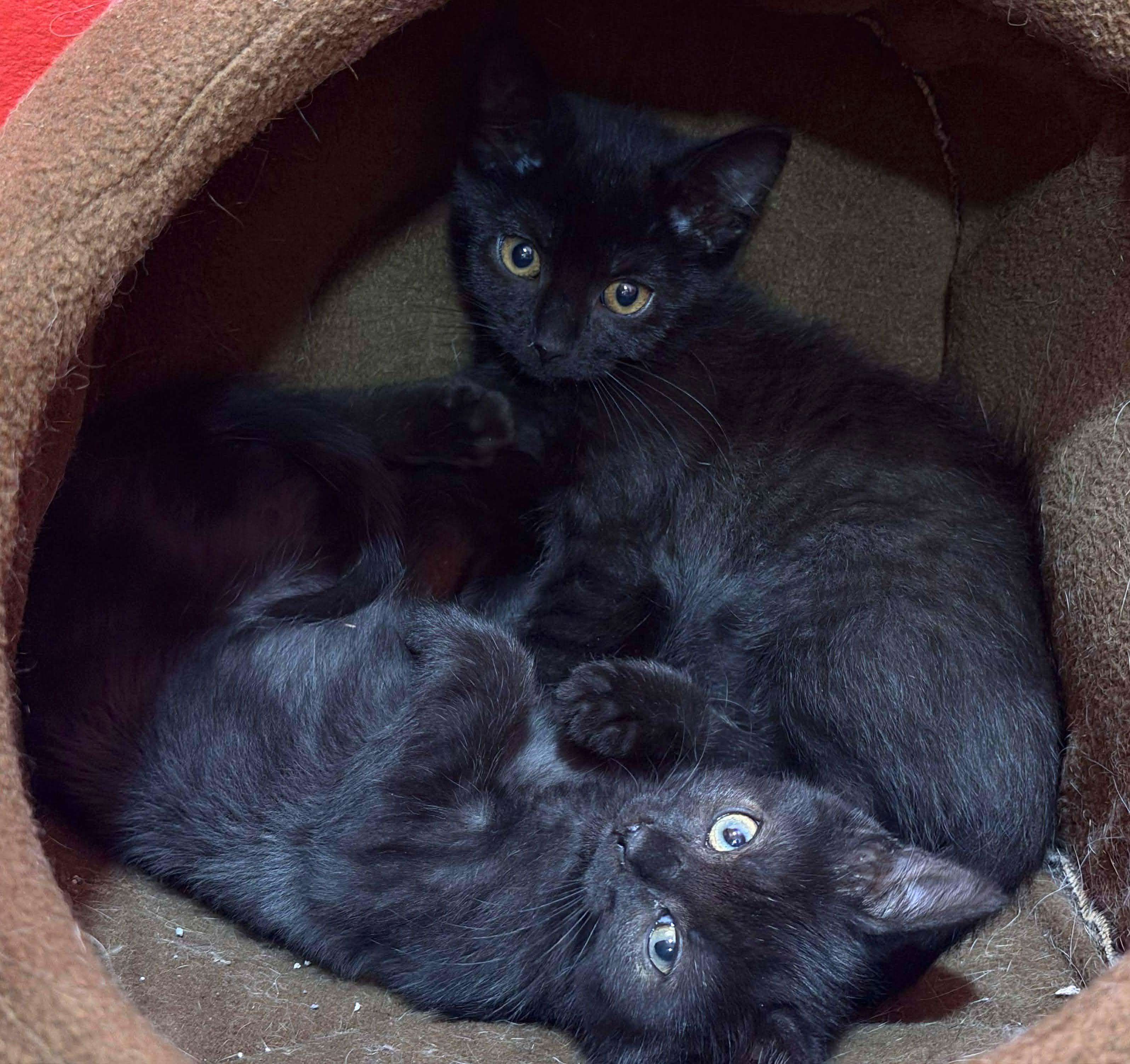 Mallory, Adoptable, Kitten Female Domestic Short Hair.