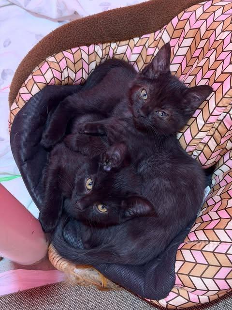 Enlarge Mallory, a Adoptable mixed breed in Chicago, IL image 4/6