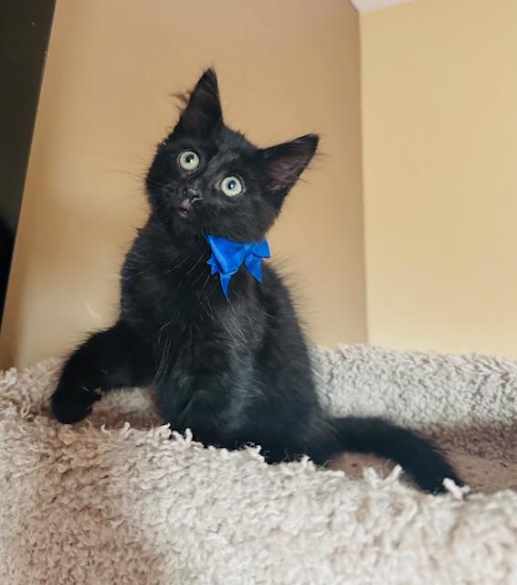 Enlarge Sonny, an adopted Domestic Long Hair in Las Vegas, NV image 1/5