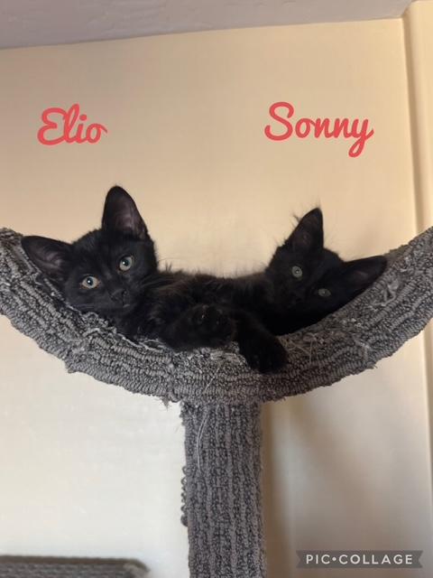 Enlarge Sonny, an adopted Domestic Long Hair in Las Vegas, NV image 5/5