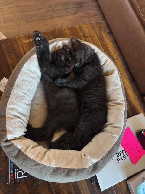 Enlarge Sonny, an adopted Domestic Long Hair in Las Vegas, NV image 4/5