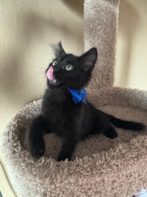 Enlarge Sonny, an adopted Domestic Long Hair in Las Vegas, NV image 2/5