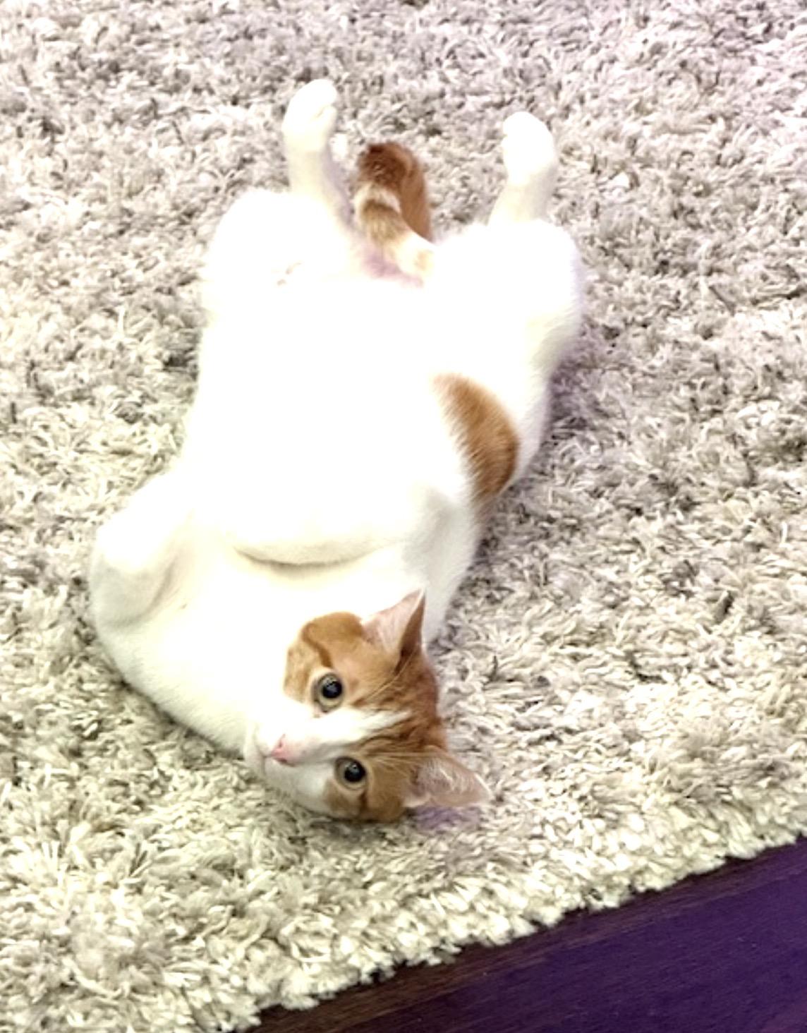 Abel, Adoptable, Adult Male Domestic Short Hair.