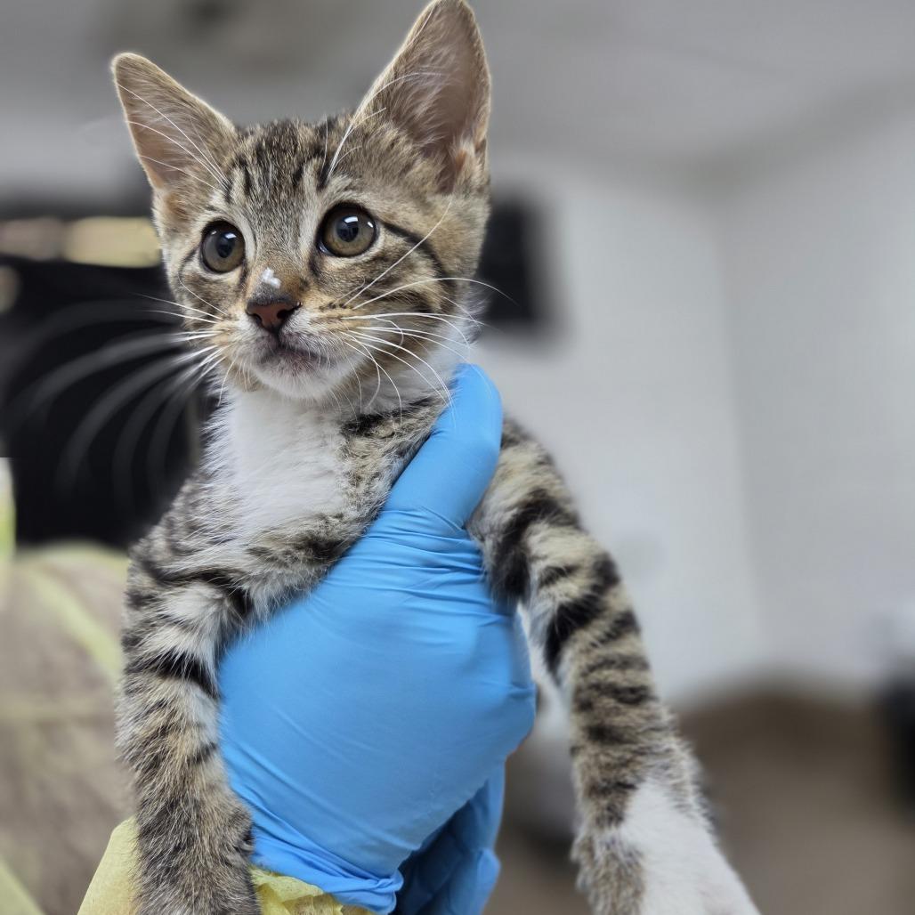 Potato Chip, Adoptable, Kitten Male Domestic Short Hair.