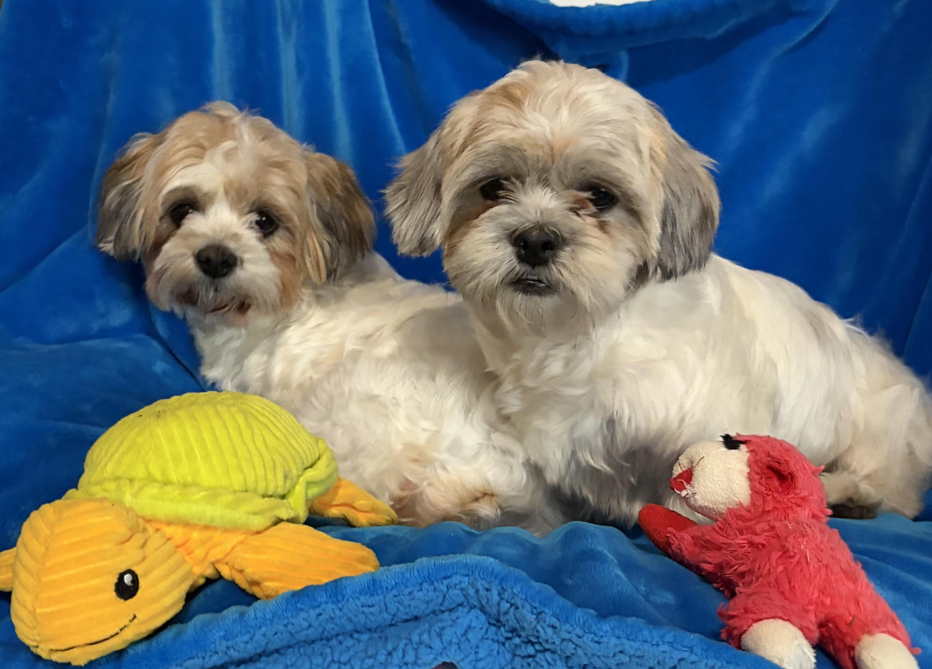 Enlarge Beethoven and Misty , an adopted mixed breed in Houston, TX image 2/6