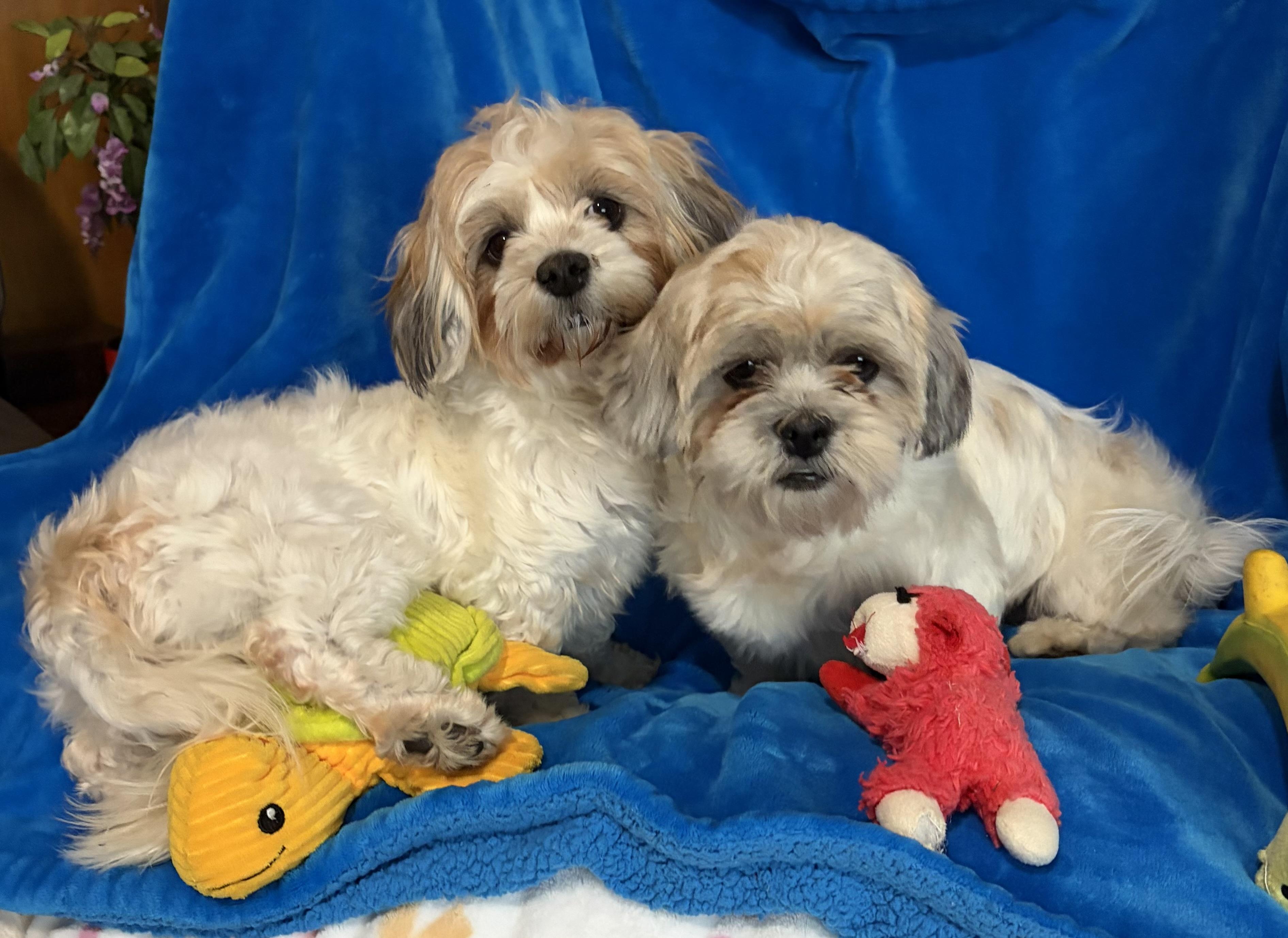 Enlarge Beethoven and Misty , an adopted mixed breed in Houston, TX image 4/6