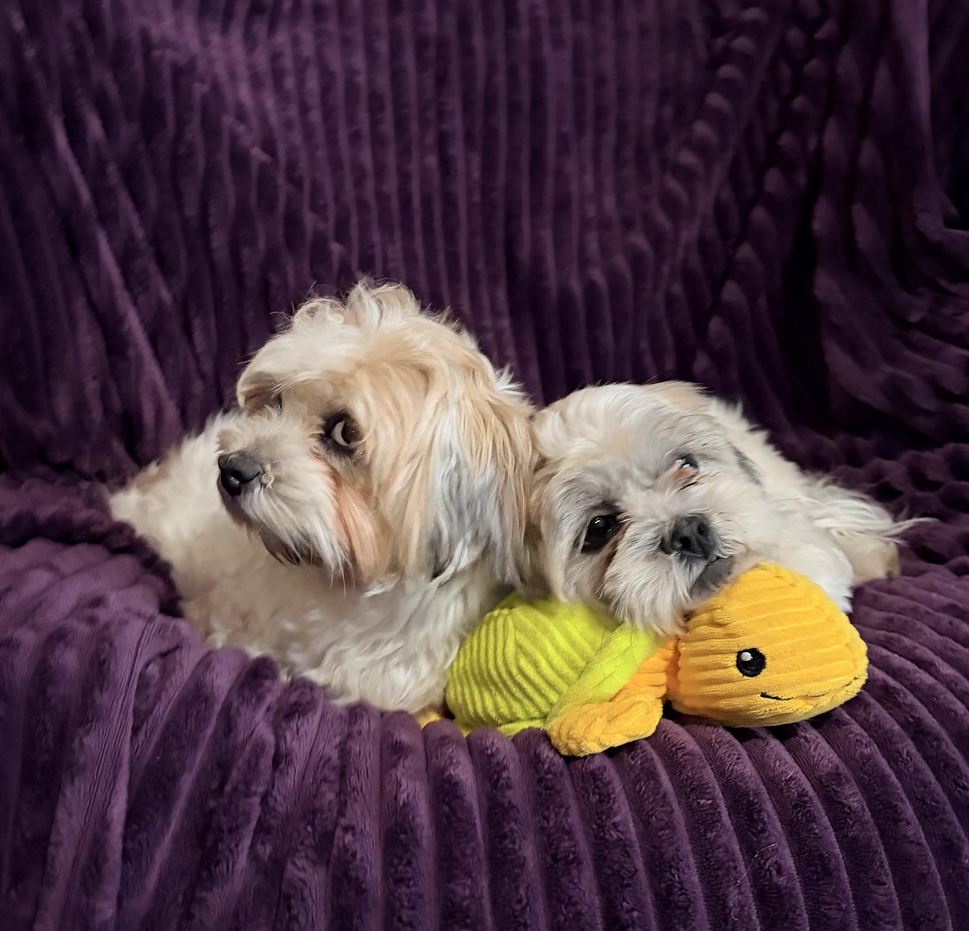 Enlarge Beethoven and Misty , an adopted mixed breed in Houston, TX image 5/6