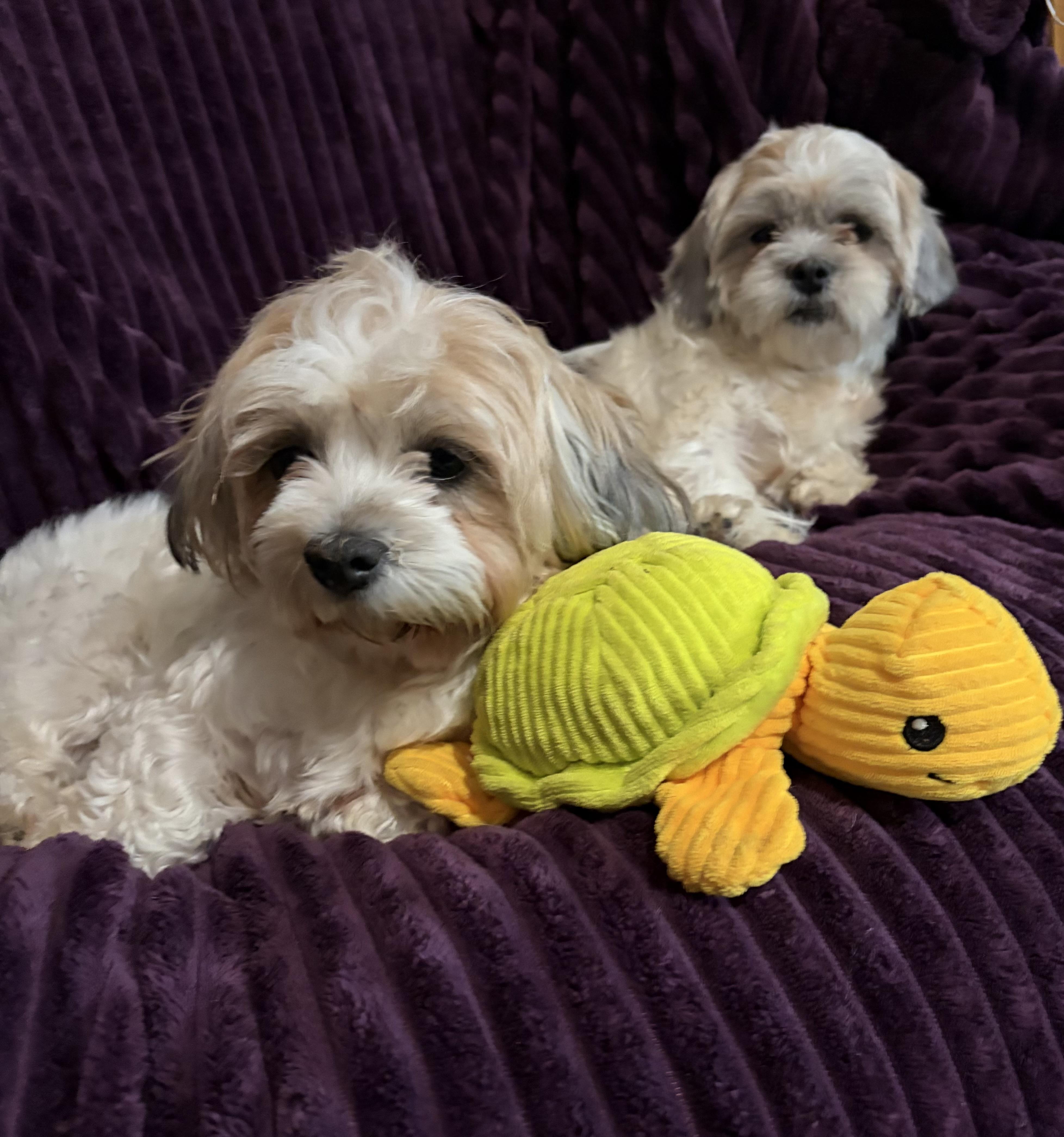 Enlarge Beethoven and Misty , an adopted mixed breed in Houston, TX image 6/6