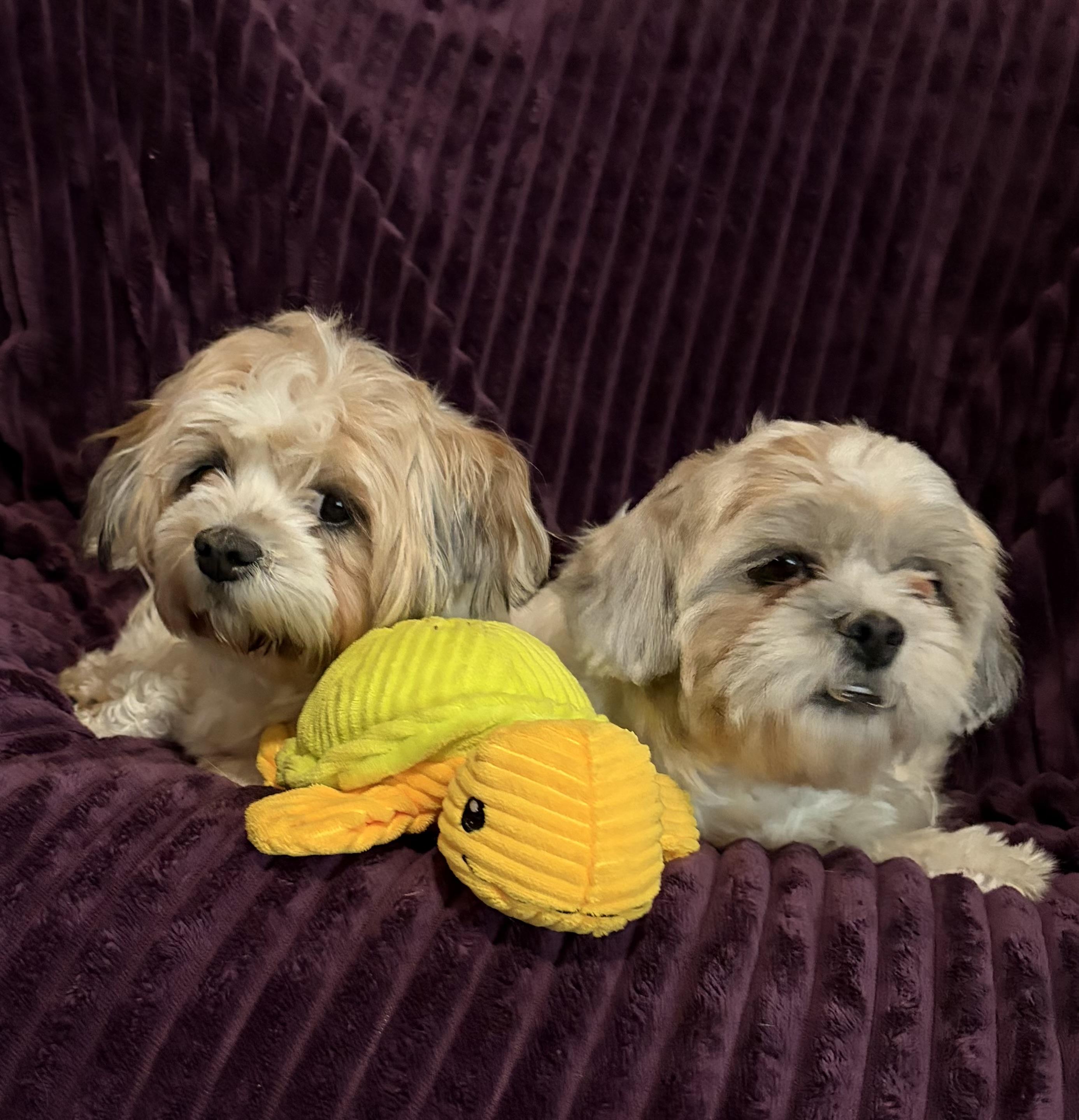 Enlarge Beethoven and Misty , an adopted mixed breed in Houston, TX image 1/6