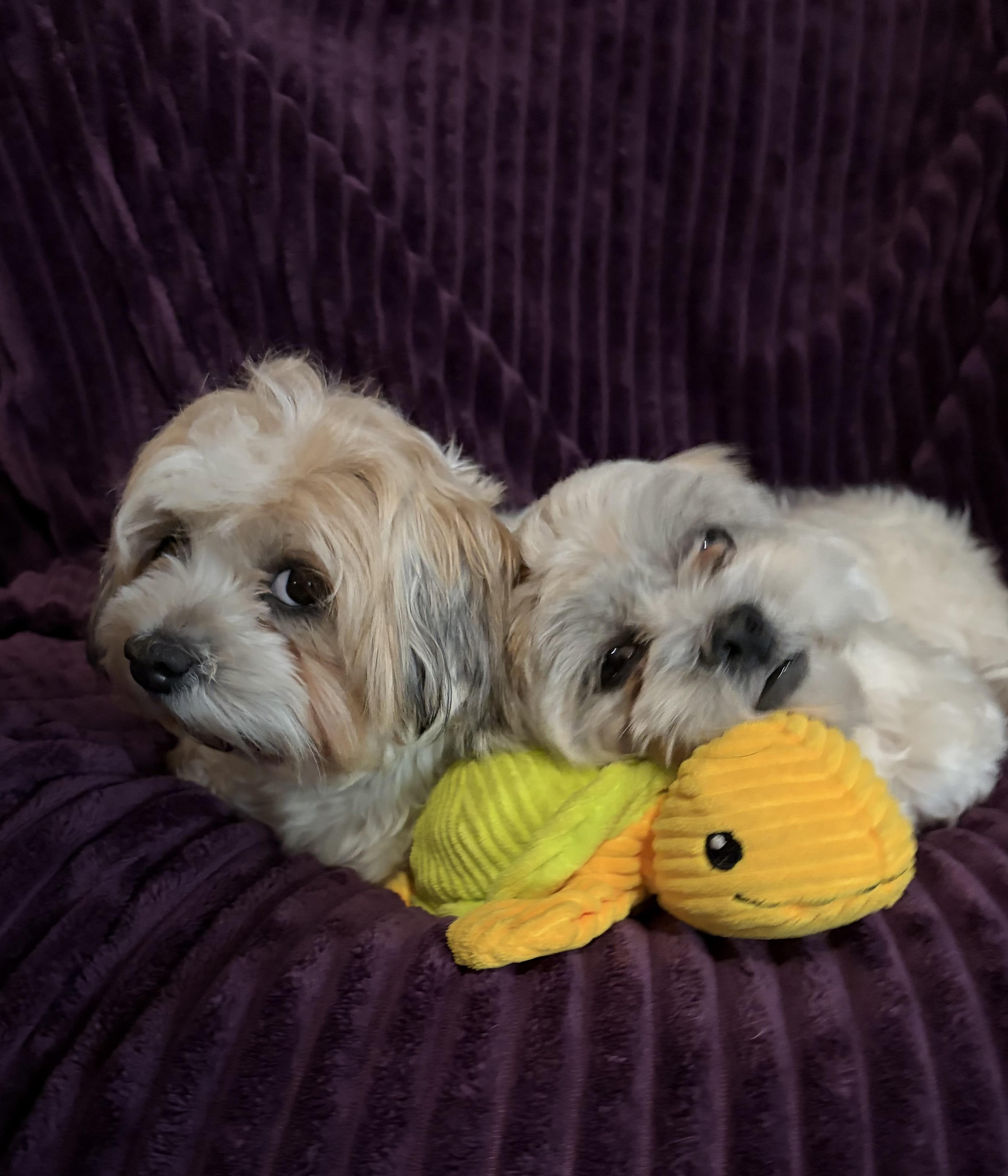 Enlarge Beethoven and Misty , an adopted mixed breed in Houston, TX image 3/6