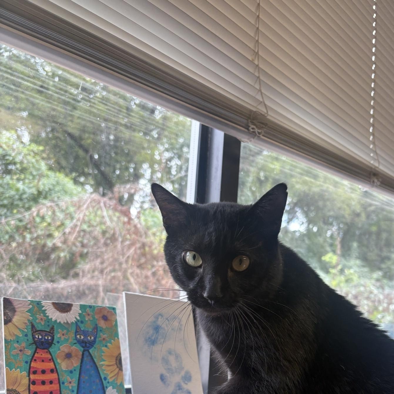 Enlarge Charcoal, a Adoptable Domestic Short Hair in Saint Charles, MO image 3/4