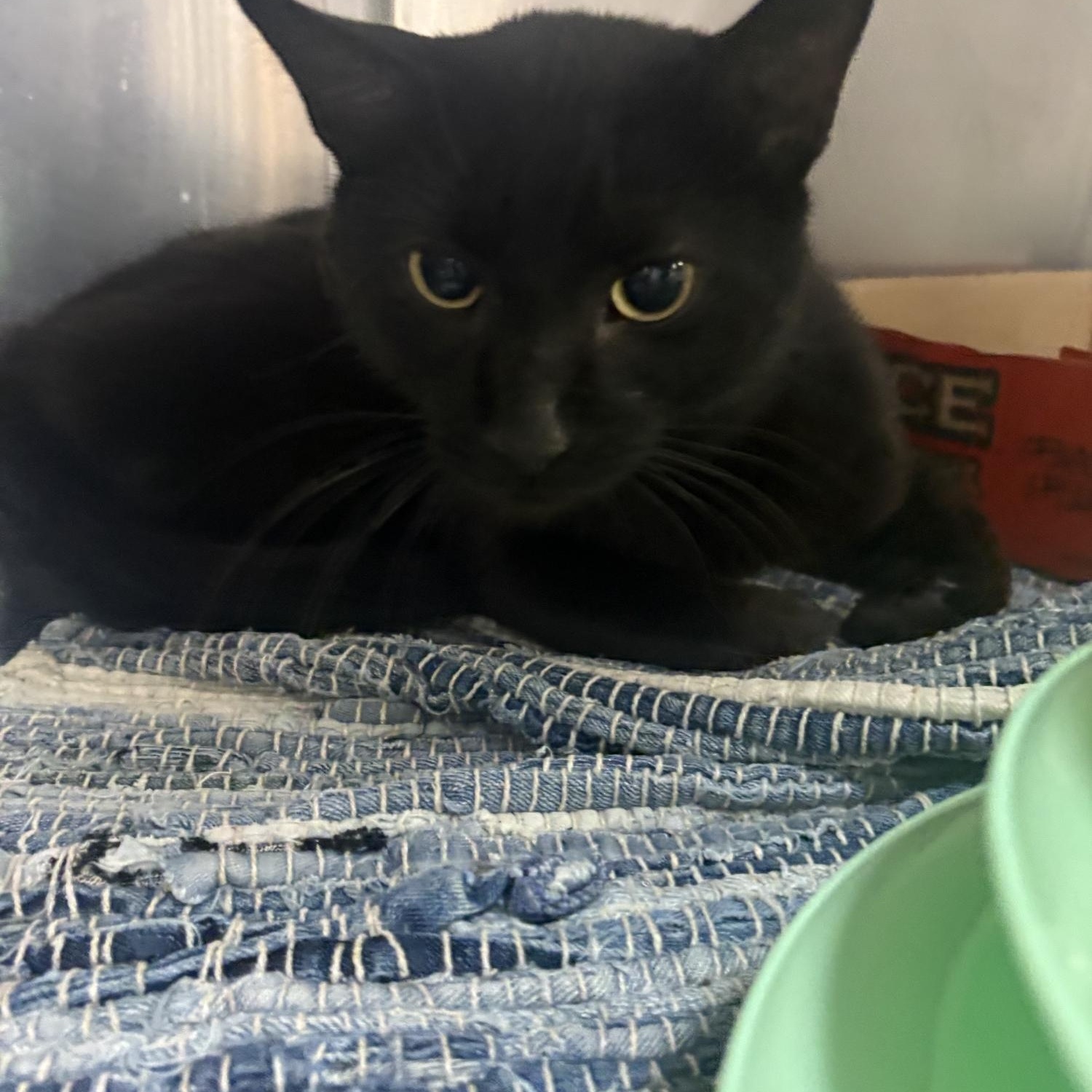Charcoal, a ADOPTABLE Domestic Short Hair in Saint Charles, MO image 2/2