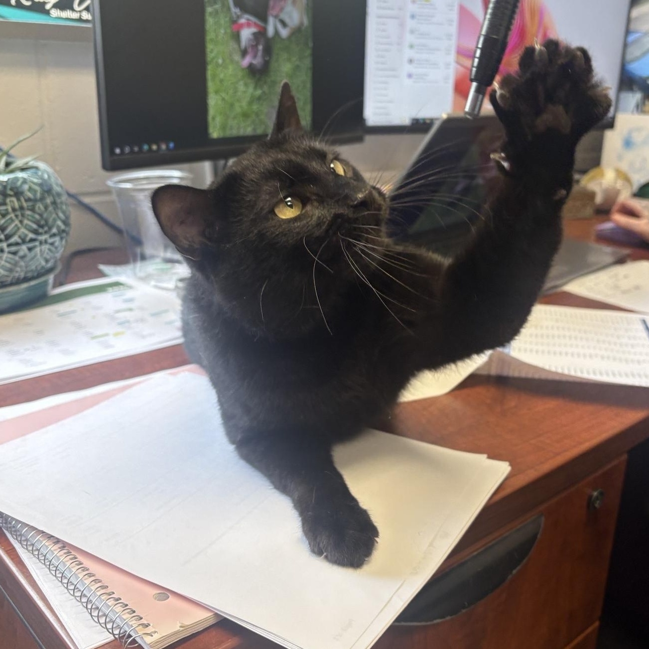 Enlarge Charcoal, a Adoptable Domestic Short Hair in Saint Charles, MO image 2/4