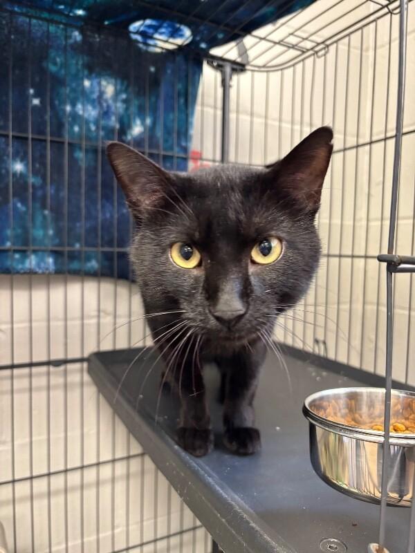 Enlarge Charcoal, a Adoptable Domestic Short Hair in Saint Charles, MO image 4/4