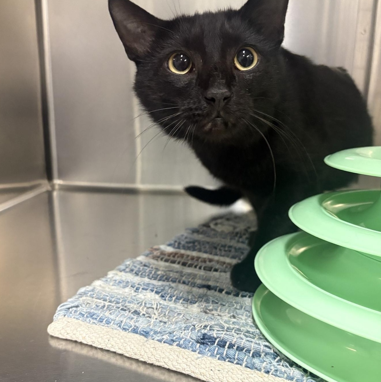 Charcoal, a ADOPTABLE Domestic Short Hair in Saint Charles, MO image 1/2