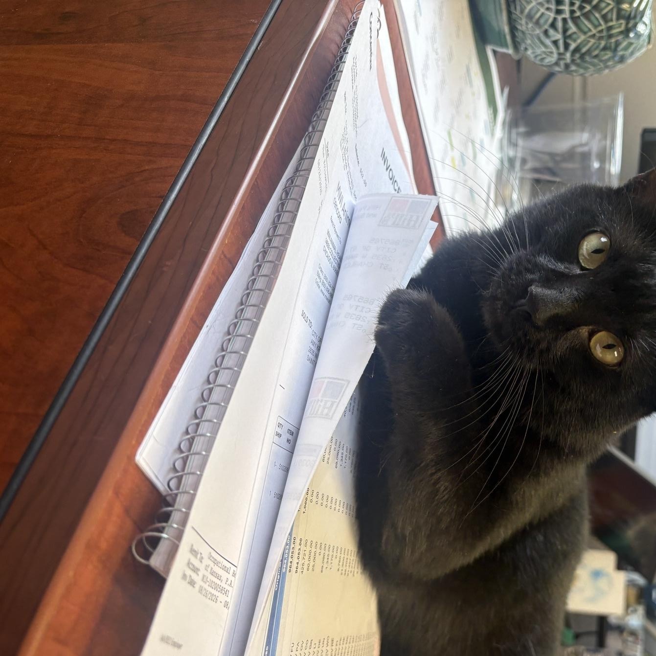Charcoal, Adoptable, Young Male Domestic Short Hair.