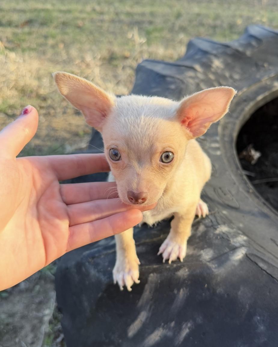 Enlarge Leo , an adopted mixed breed in Morristown, TN image 2/2