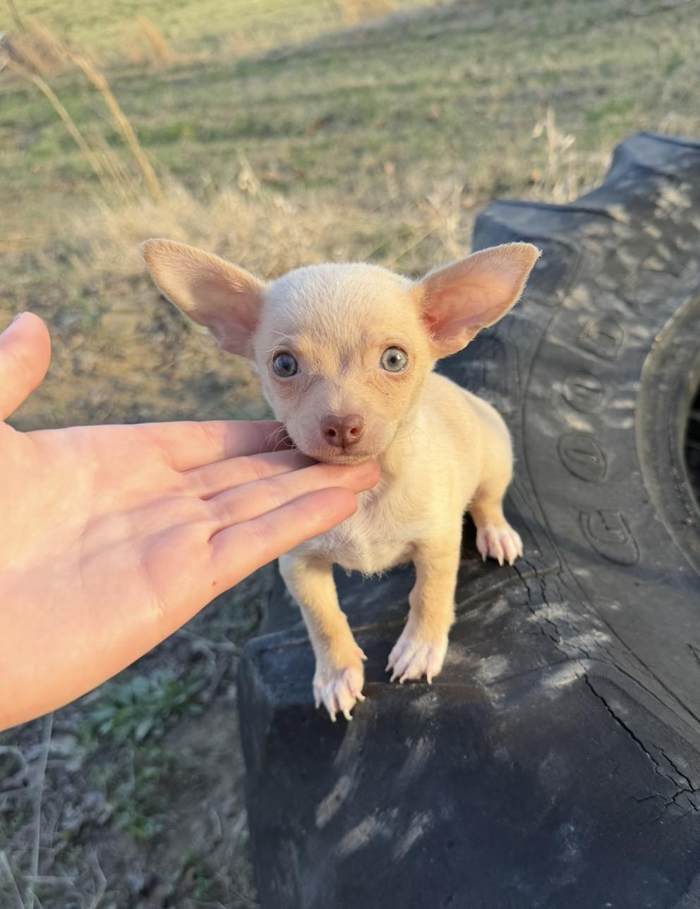 Leo , adopted, Puppy Male Miniature Pinscher.