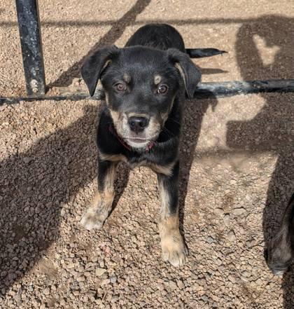 Wolfie, Adoptable, Puppy Male Shepherd & Mixed Breed.