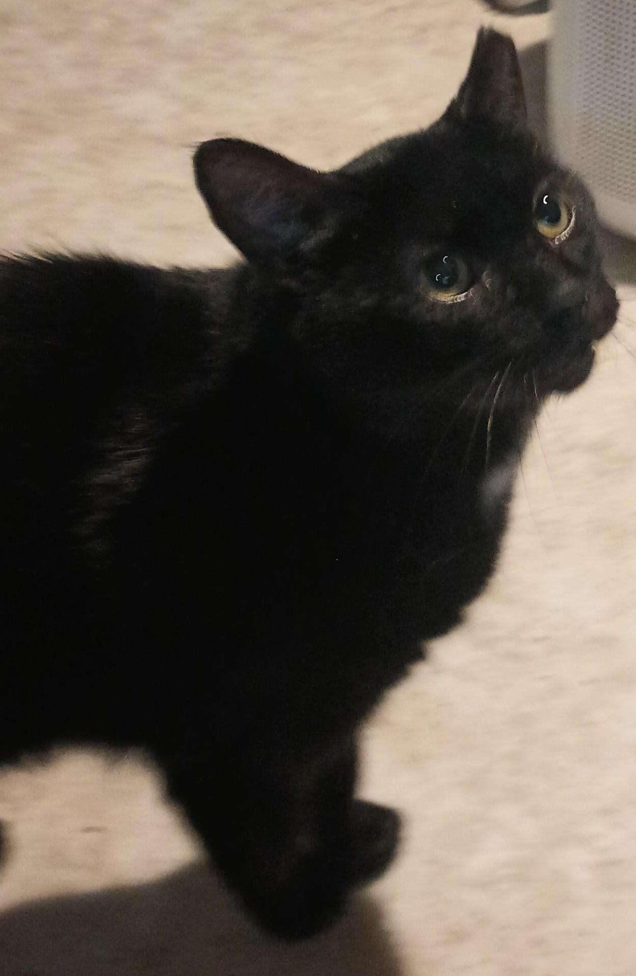 Enlarge Wesley, a Adoptable Domestic Short Hair in Washington, DC image 1/1