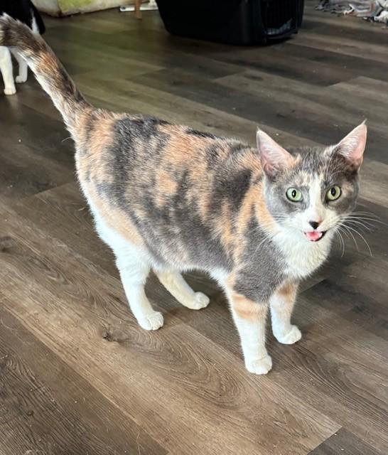 Cookie, adoptable, Young Female Dilute Calico.