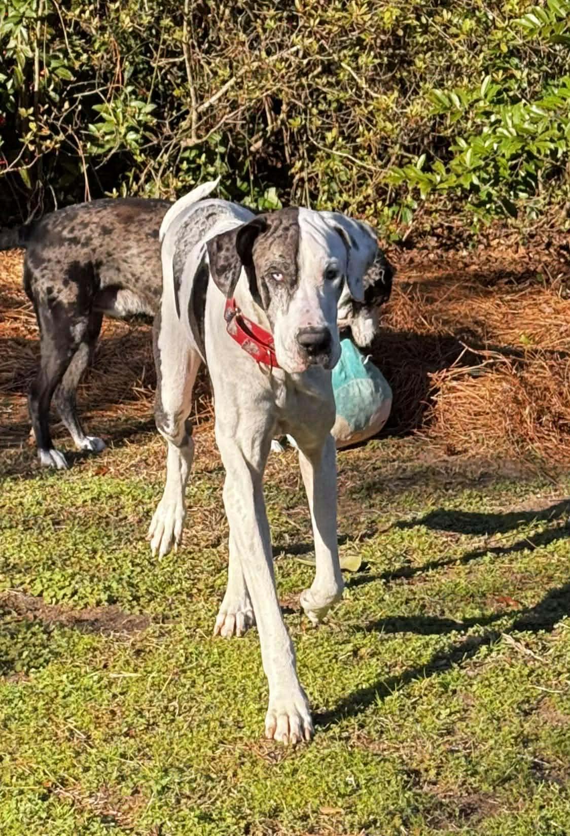 Tim, adoptable, Adult Male Great Dane.