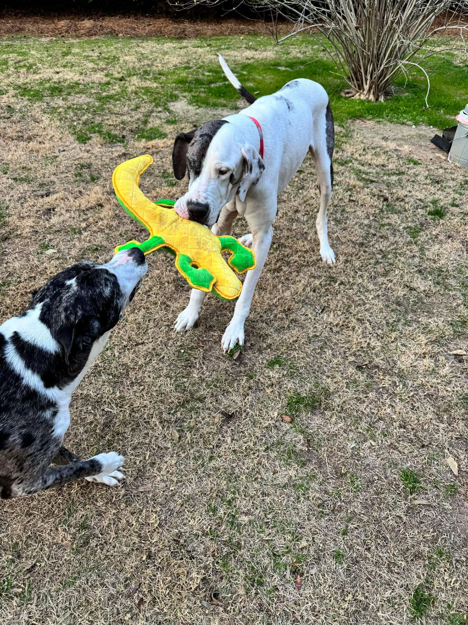 Enlarge Tim, an adoptable Great Dane in Pensacola, FL image 5/6