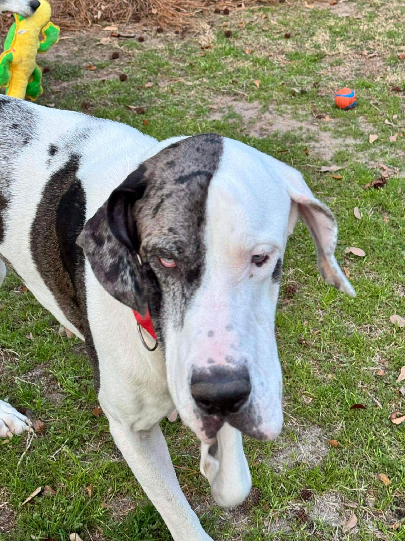 Enlarge Tim, an adoptable Great Dane in Pensacola, FL image 2/6