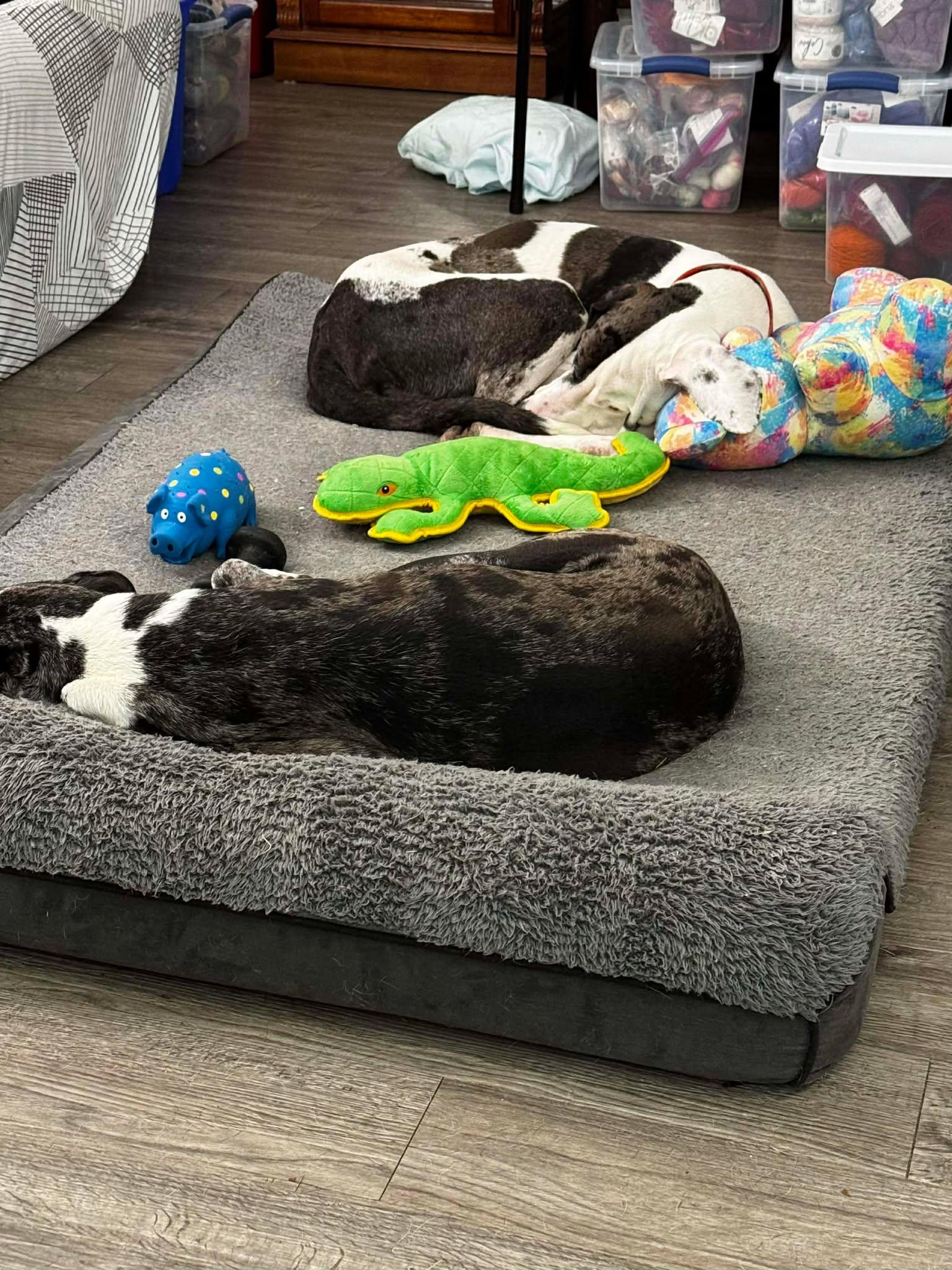 Enlarge Tim, an adoptable Great Dane in Pensacola, FL image 4/6