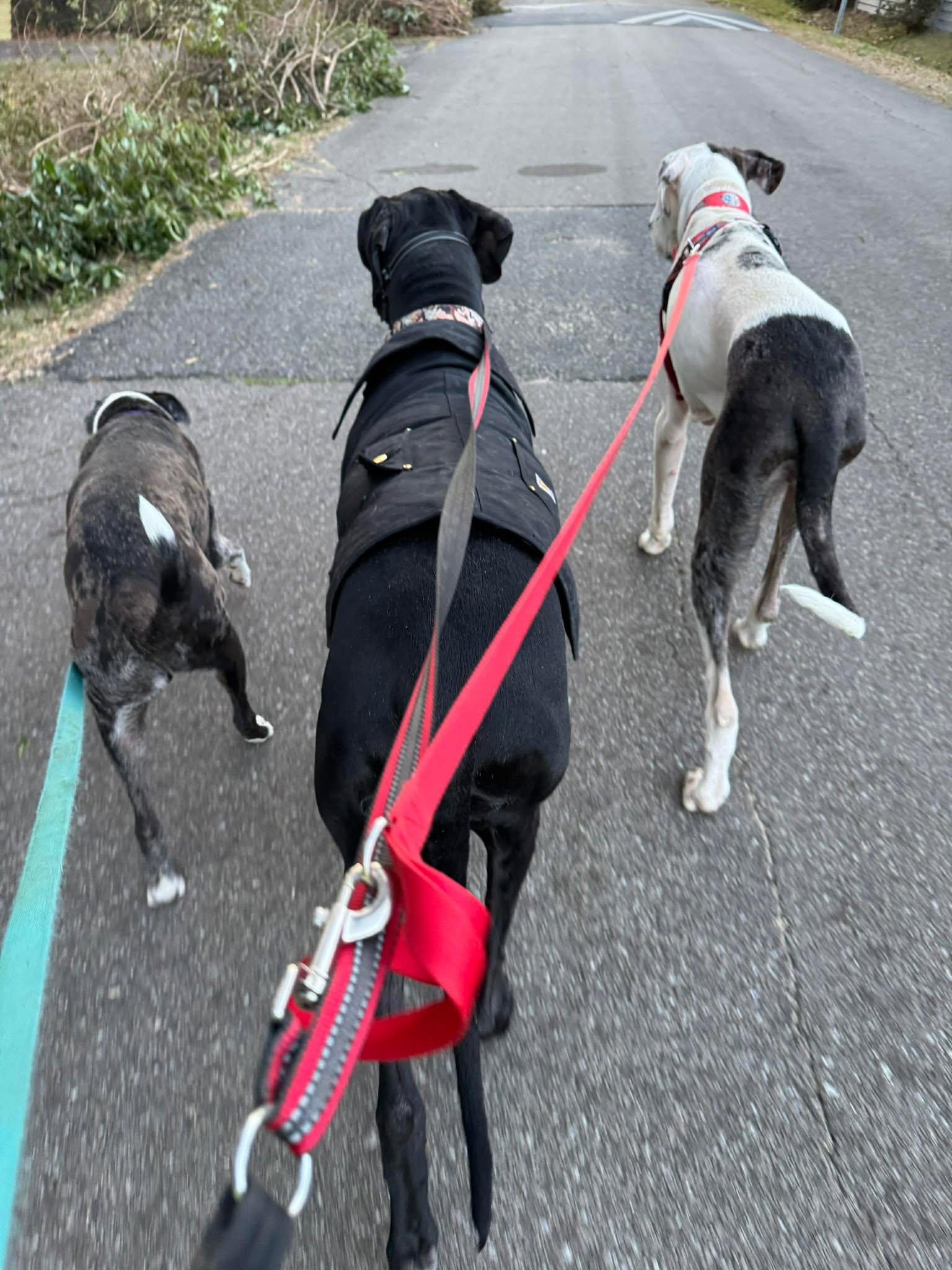 Enlarge Tim, an adoptable Great Dane in Pensacola, FL image 3/6