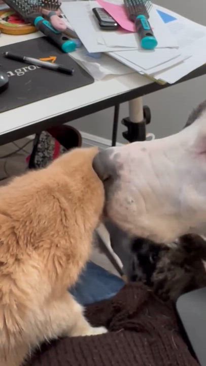 Enlarge Tim, an adoptable Great Dane in Pensacola, FL video 6/6