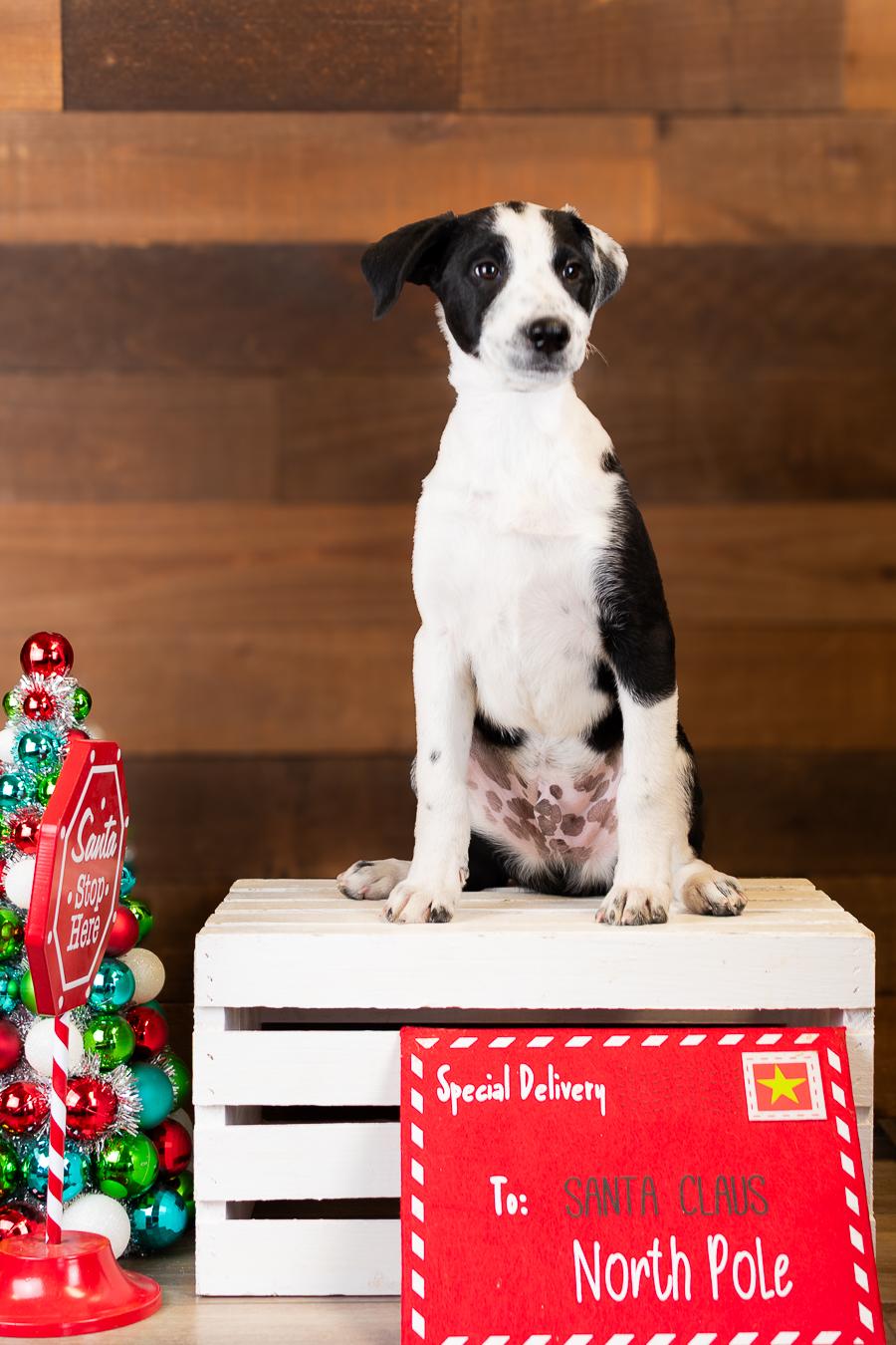 Enlarge #1005-25 (Snicker), a Adoptable mixed breed in Brighton, CO image 1/1