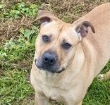 Enlarge Farrah, a ADOPTABLE mixed breed in Glasgow, KY image 1/4