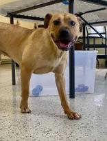 Enlarge Farrah, a ADOPTABLE mixed breed in Glasgow, KY image 3/4