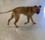 Enlarge Farrah, a ADOPTABLE mixed breed in Glasgow, KY image 4/4
