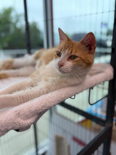 Maypop (Mommy Cat), Adoptable, Young Female Domestic Short Hair.