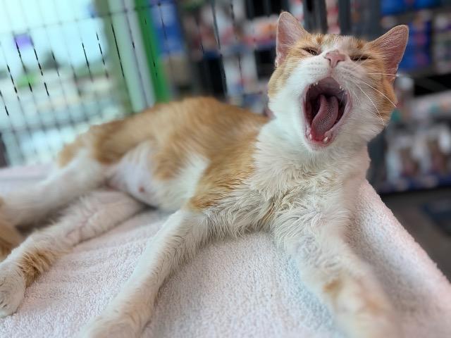 Maypop (Mommy Cat), a Adoptable mixed breed in New Braunfels, TX image 2/5