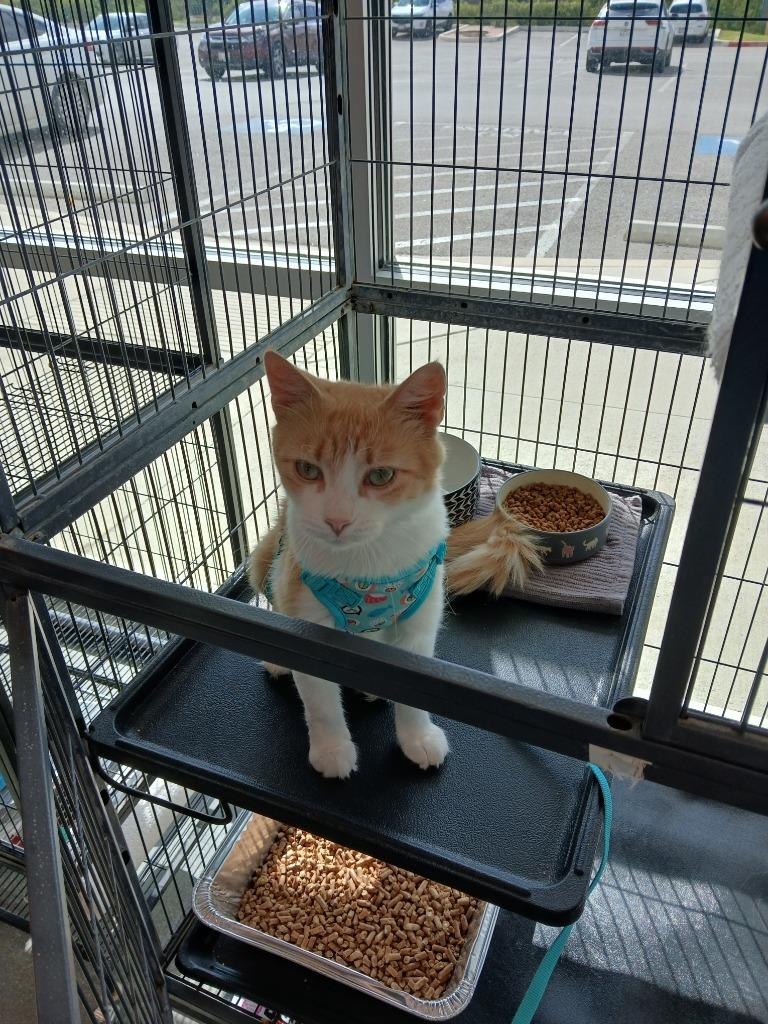 Maypop (Mommy Cat), a Adoptable mixed breed in New Braunfels, TX image 3/5