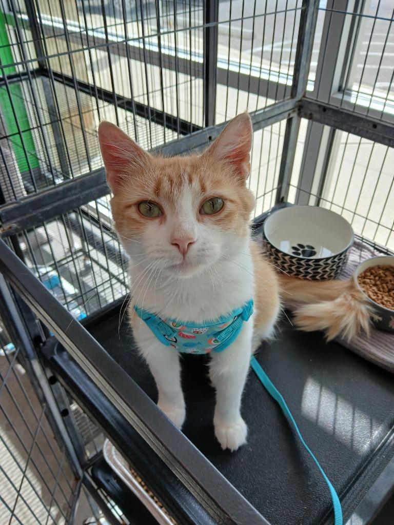 Maypop (Mommy Cat), a Adoptable mixed breed in New Braunfels, TX image 4/5
