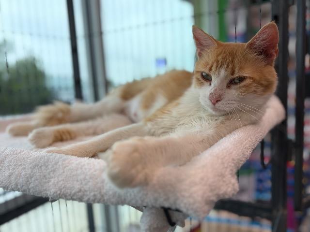 Maypop (Mommy Cat), a Adoptable mixed breed in New Braunfels, TX image 5/5