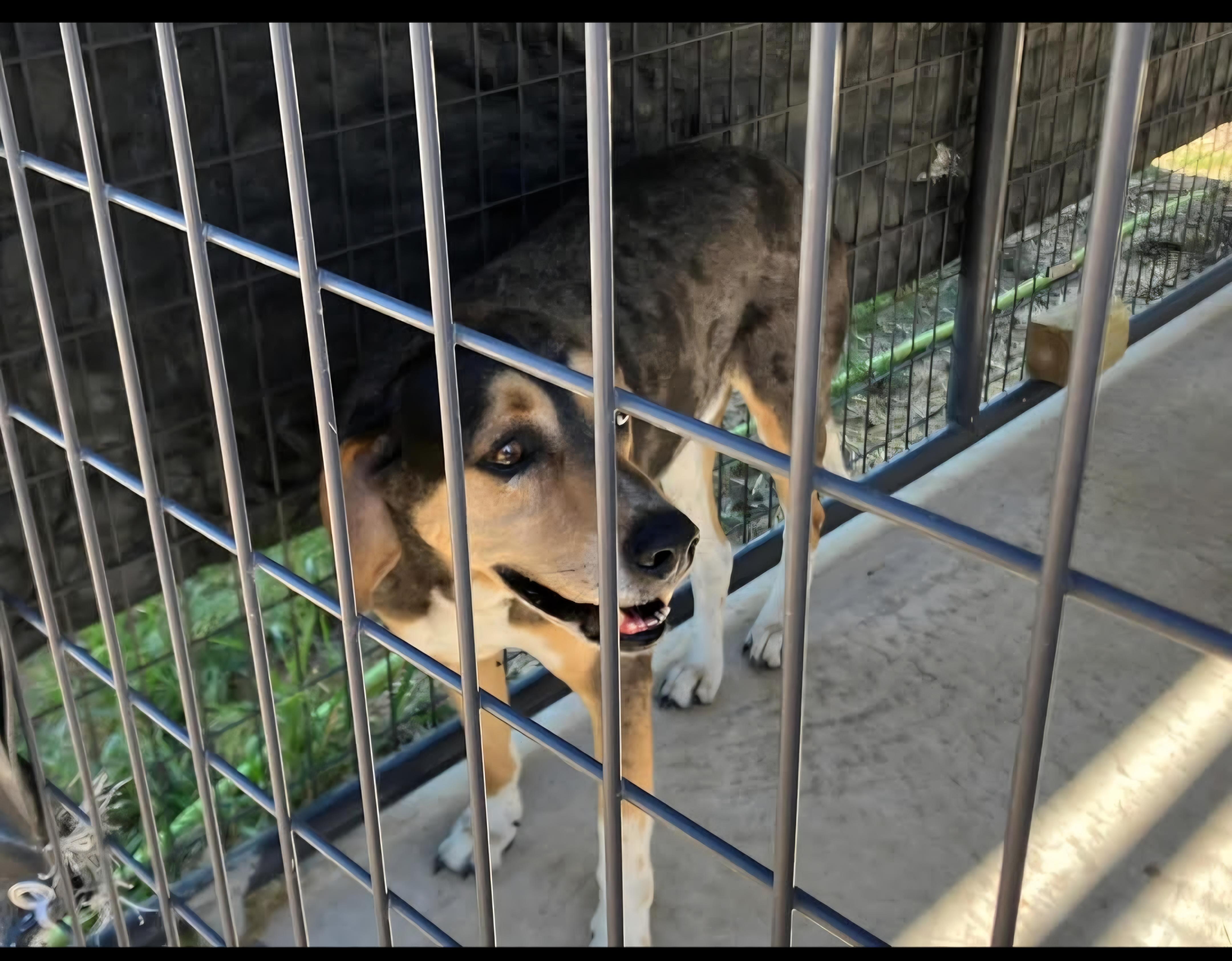 Harold, Adoptable, Adult Male Coonhound.