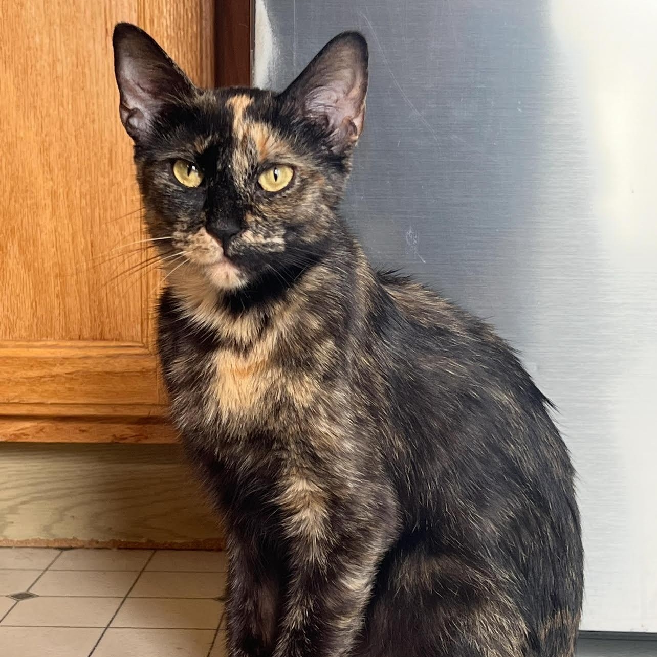 Joonie, a Adoptable Tortoiseshell in Joliet, IL image 1/5