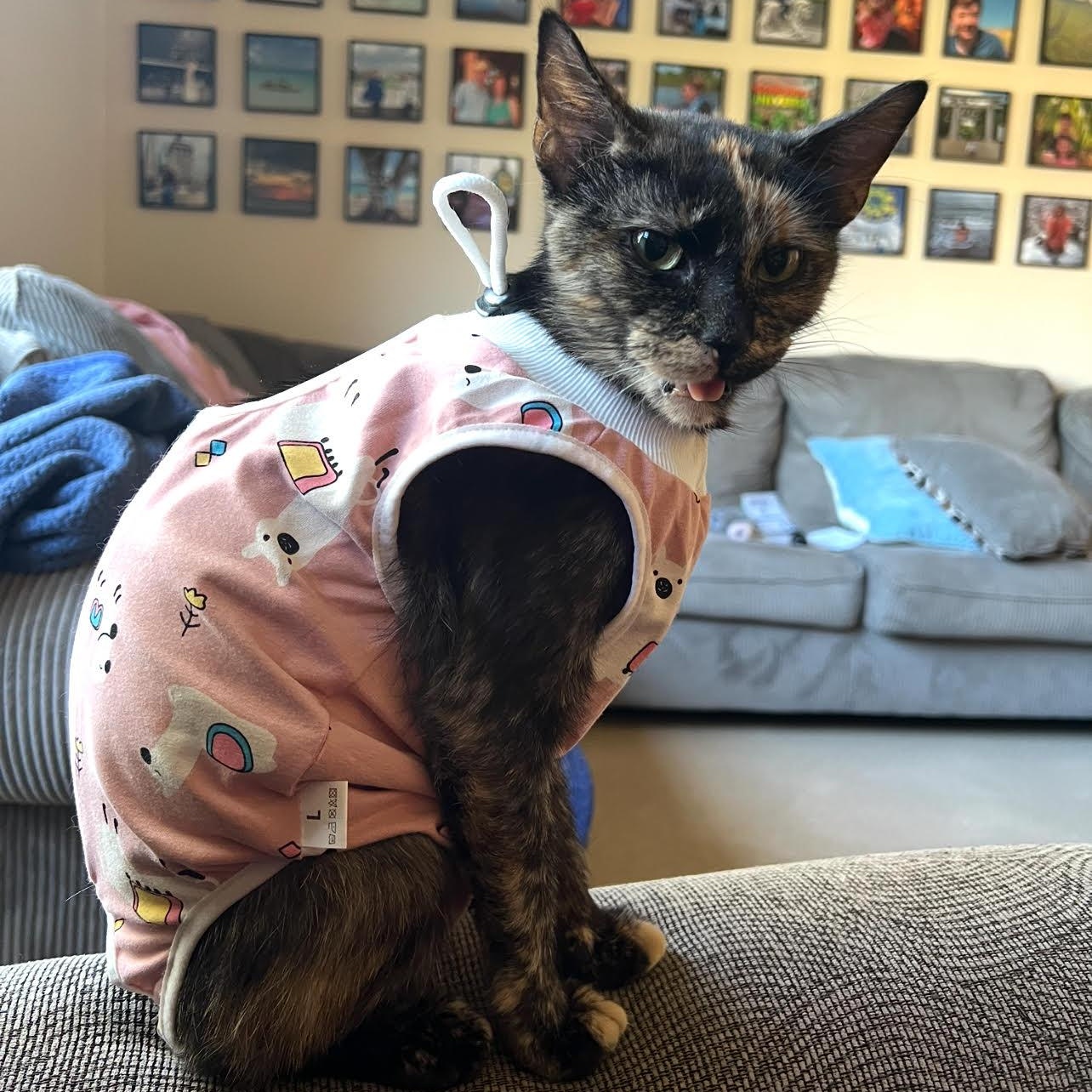 Joonie, a Adoptable Tortoiseshell in Joliet, IL image 2/5