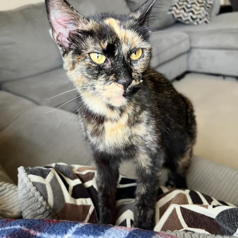 Joonie, a Adoptable Tortoiseshell in Joliet, IL image 3/5