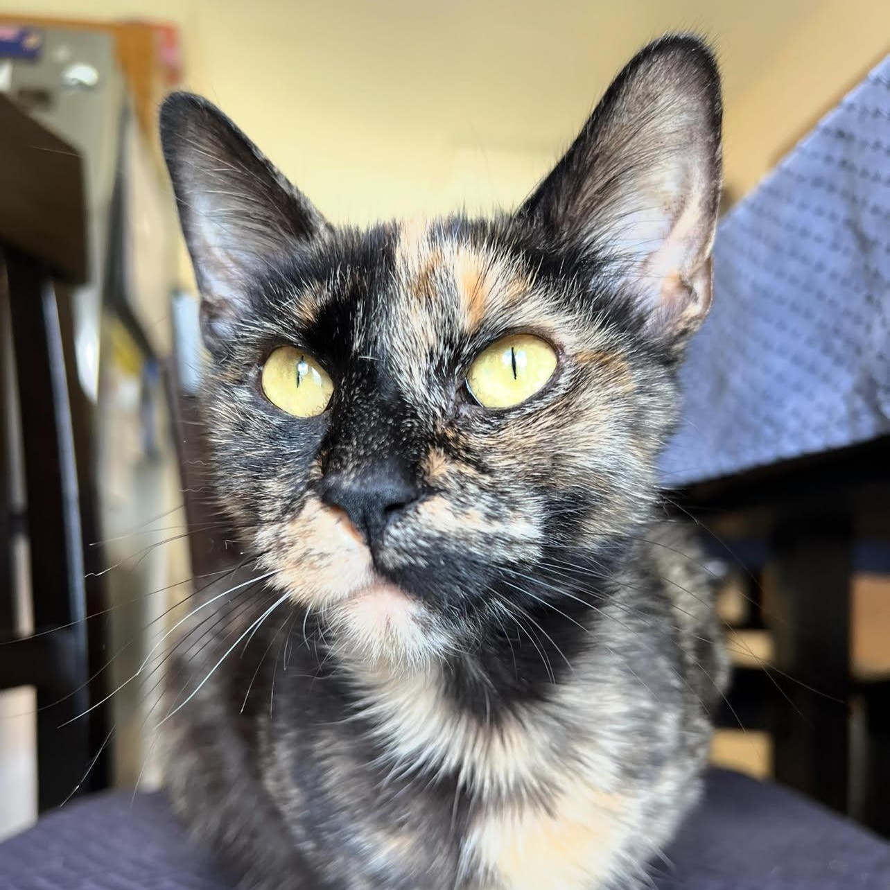 Joonie, a Adoptable Tortoiseshell in Joliet, IL image 4/5