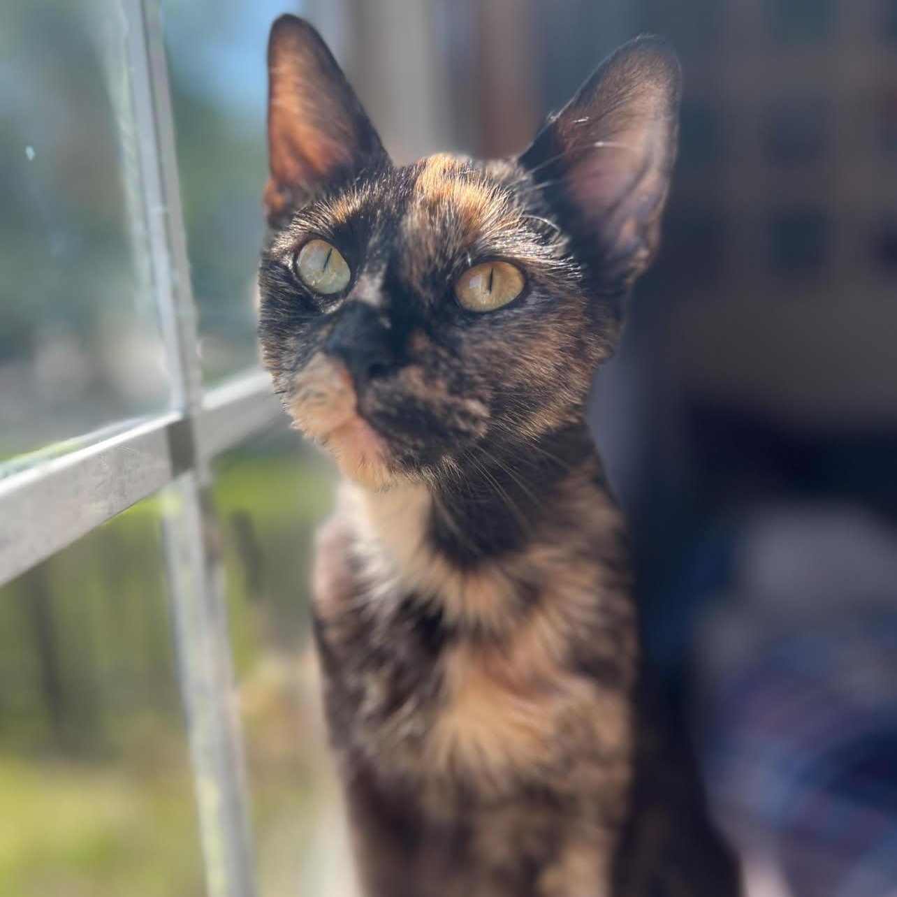 Joonie, a Adoptable Tortoiseshell in Joliet, IL image 5/5