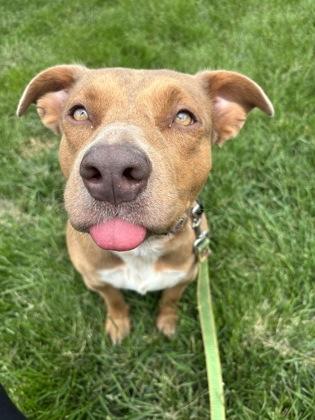 Annie, Adoptable, Adult Female Mixed Breed & Mixed Breed.
