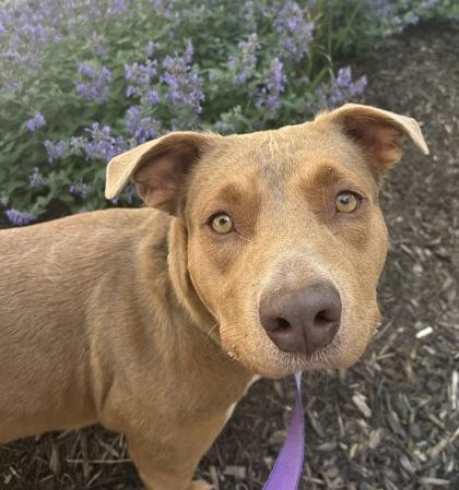 Annie, a Adoptable mixed breed in Kansas City, MO image 2/3