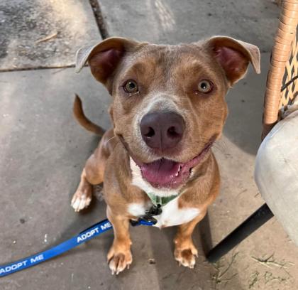 Annie, a Adoptable mixed breed in Kansas City, MO image 3/3